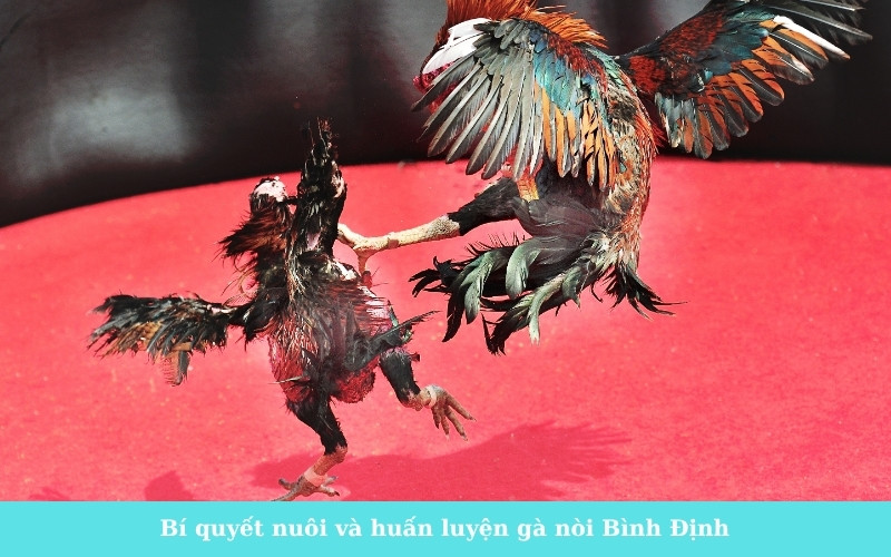 Bí quyết nuôi và huấn luyện gà nòi Bình Định