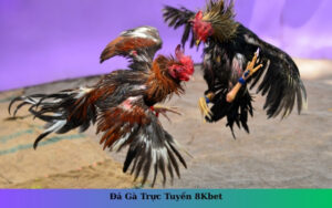 Đá Gà Trực Tuyến 8Kbet