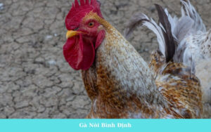 Gà Nòi Bình Định