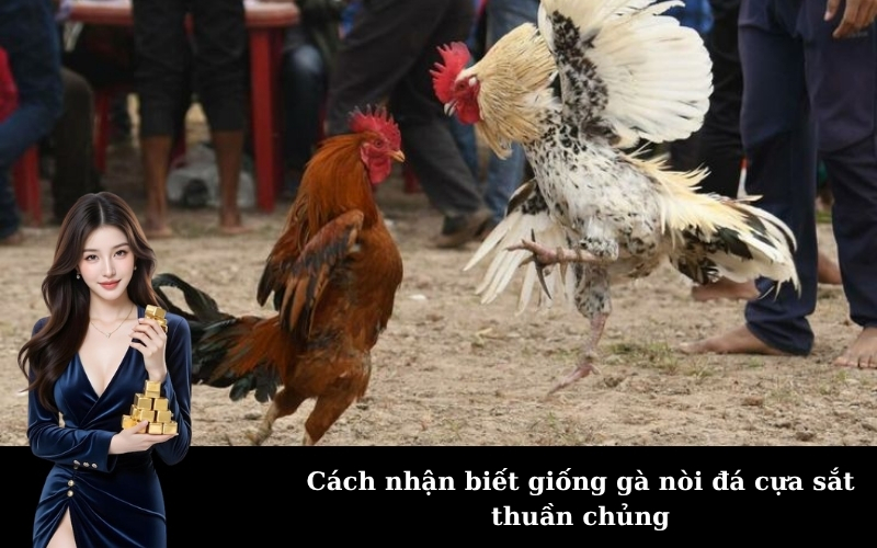 Cách nhận biết giống gà nòi đá cựa sắt thuần chủng