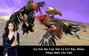 Gà Nòi Đá Cựa Sắt Là Gì? Đặc Điểm Nhận Biết Chi Tiết